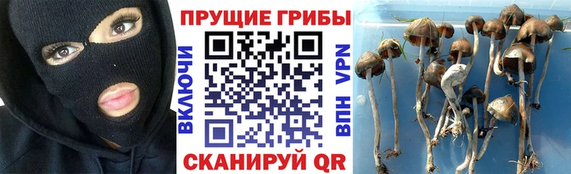 Галлюциногенные грибы MAGIC MUSHROOMS  цены наркотик  Спасск 